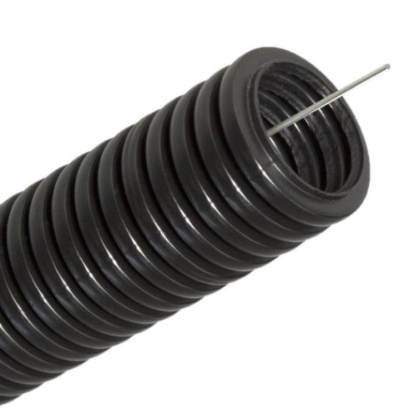    D16 ( 50)   